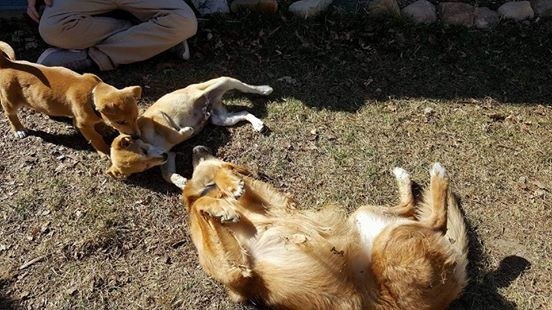 Illustration de l'article : 2 frères en road trip tombent sur des chiots abandonnés au milieu de nulle part 